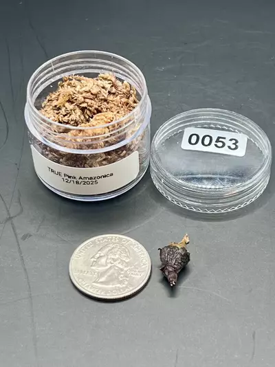 plant/#0053 True Pink Amazonica Corm-0-thumbnail