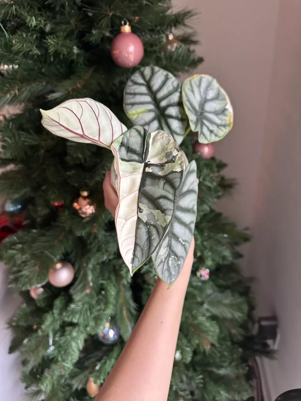 plant/Silver Dragon Albo Mama-0