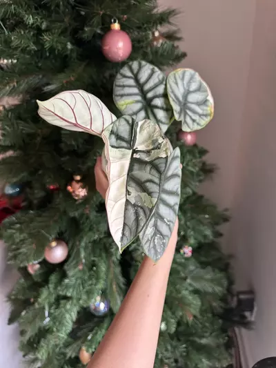 plant/Silver Dragon Albo Mama-0-thumbnail