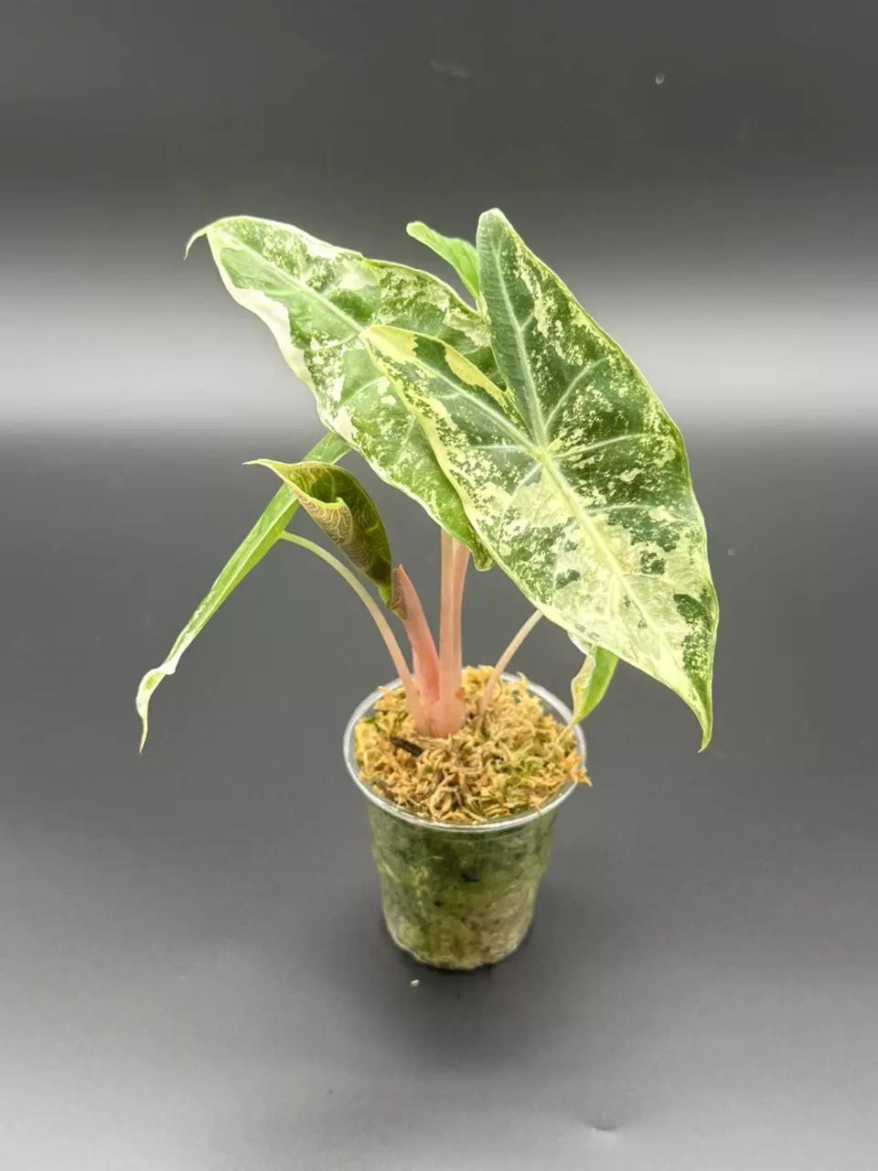 plant/Pink Dragon Albo-1