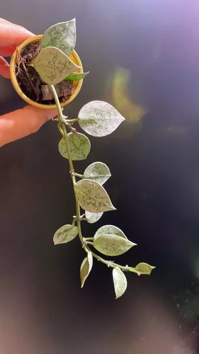 plant/Super Silver Eskimo Lacunosa-0-thumbnail