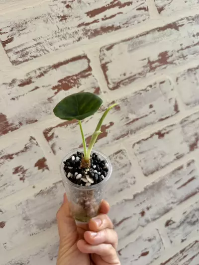 plant/Alocasia Green Unicorn-2-thumbnail