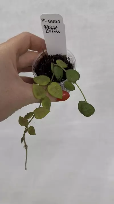 plant/PL6854: Dischdia Hirsuta Yellow-0-thumbnail