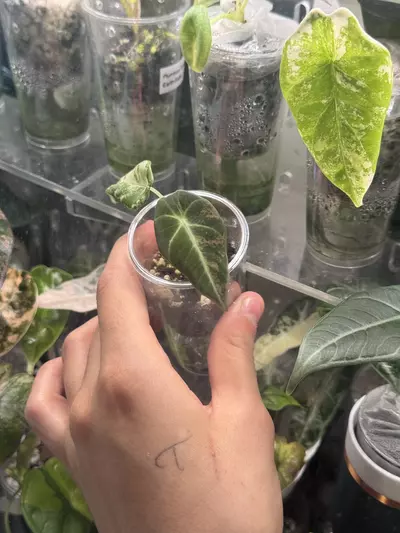 plant/Black Velvet Rose Gold-1-thumbnail