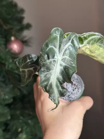 plant/Pink Venom from Pink TC Strain Teen-3-thumbnail