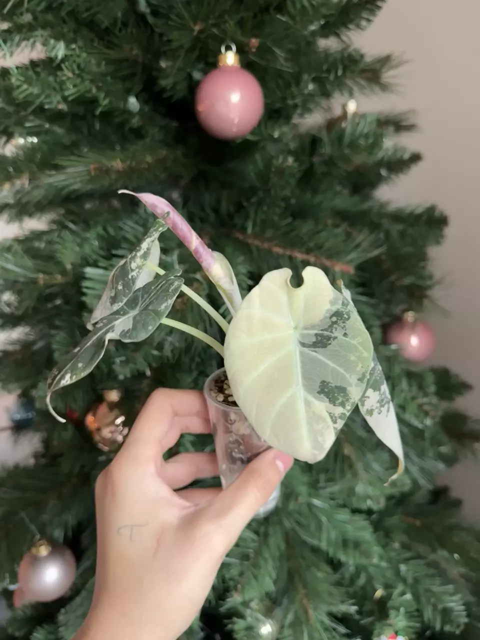 plant/Pink Black Velvet Corming Size-4