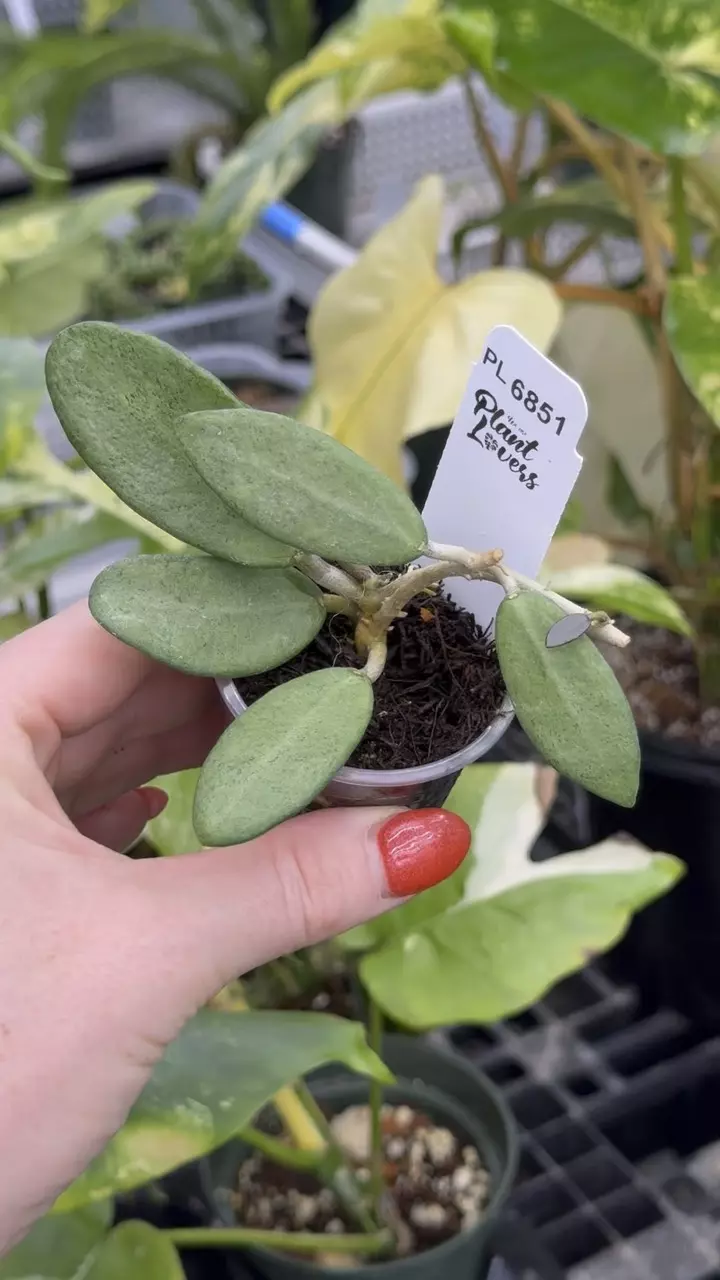 plant/PL6851: Silver Lady-0