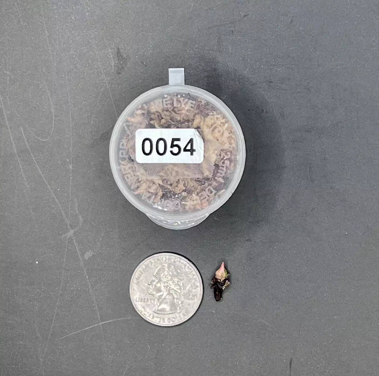 plant/#0054 True Pink Amazonica Corm-1