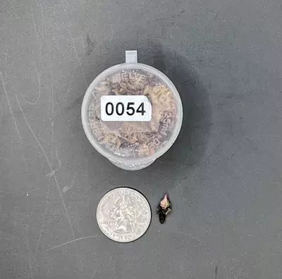 plant/#0054 True Pink Amazonica Corm-1-thumbnail