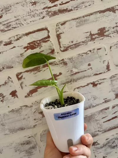 plant/Alocasia Gageana Aurea (revert)-0-thumbnail