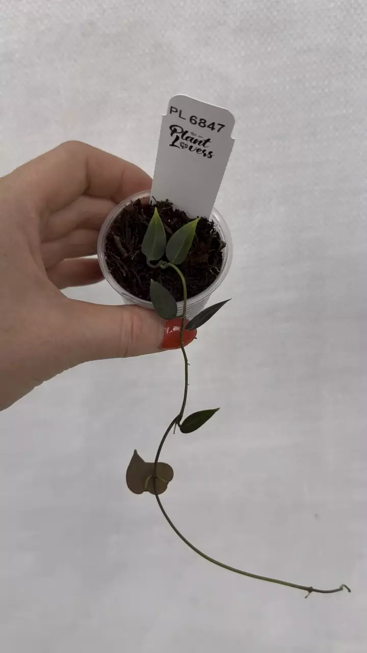 plant/PL6847: Hoya Carrii-0