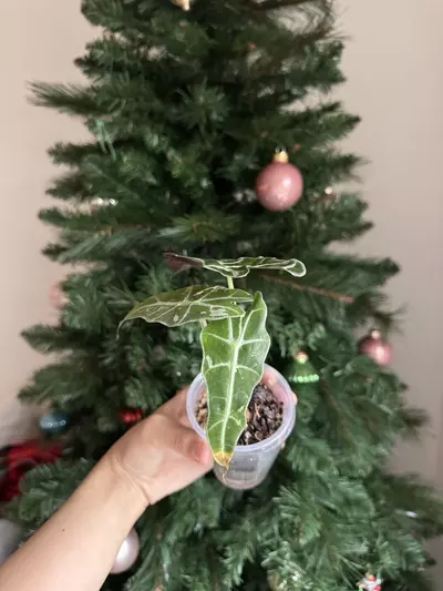 plant/True Pink Polly Teen Low var-2-thumbnail