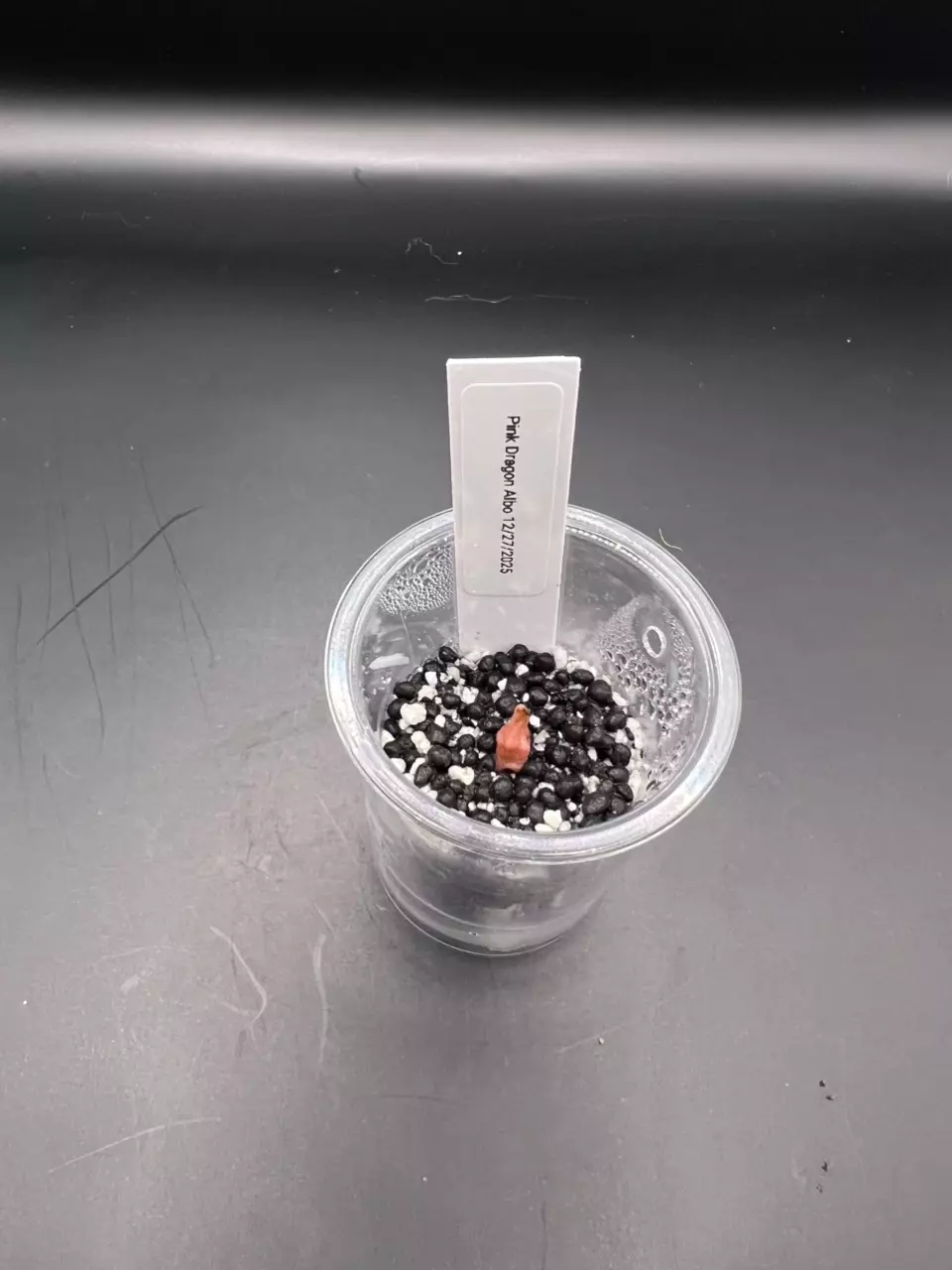 plant/#0051 Pink Dragon Albo Corm-0