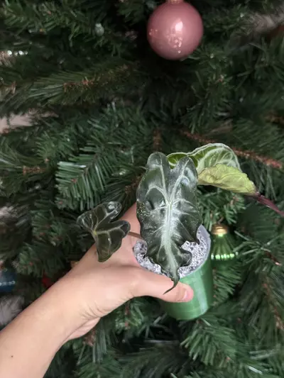 plant/Pink Venom from Pink TC Strain Teen-1-thumbnail