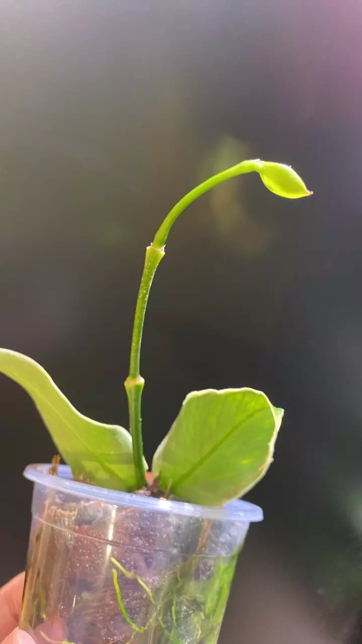 plant/Polynuera Albo-1