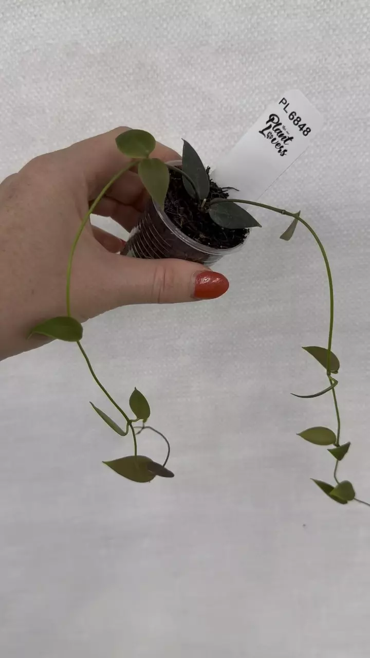 plant/PL6848: Hoya Carrii-0