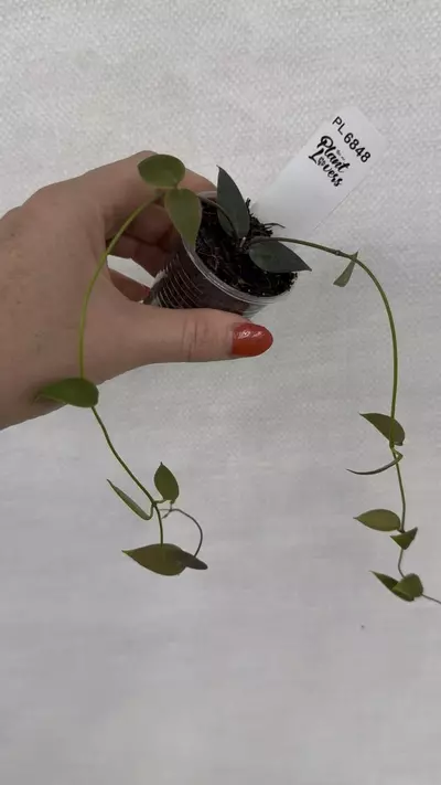 plant/PL6848: Hoya Carrii-0-thumbnail
