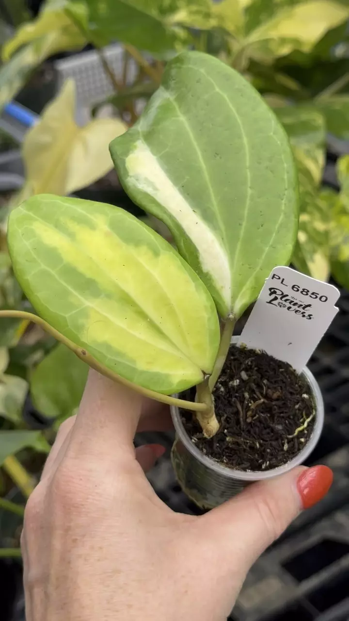 plant/PL6850: Merrilli Variegated-0