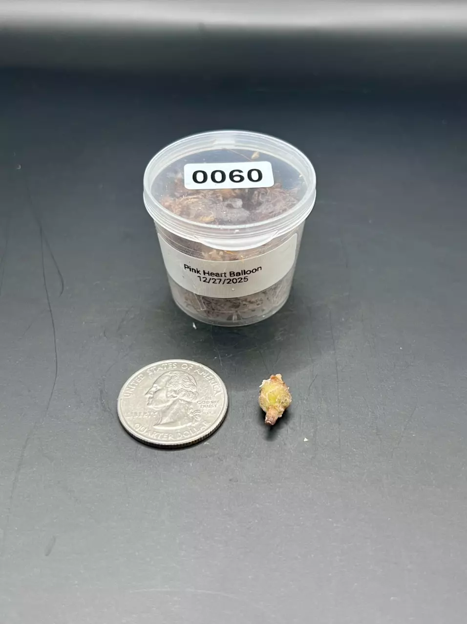 plant/#0060 Pink Heart Balloon Corm-0