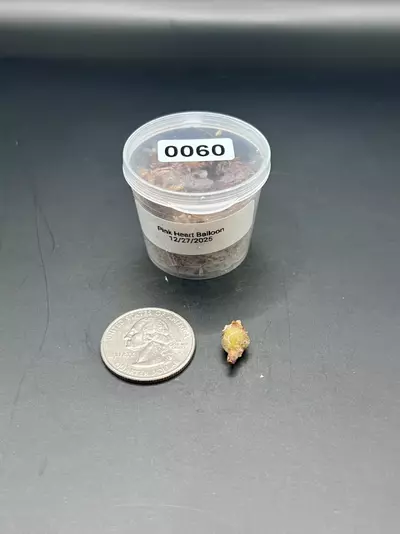 plant/#0060 Pink Heart Balloon Corm-0-thumbnail