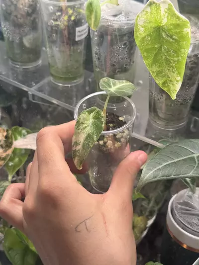 plant/Black Velvet Rose Gold-2-thumbnail