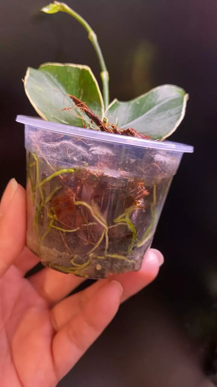 plant/Polynuera Albo-2