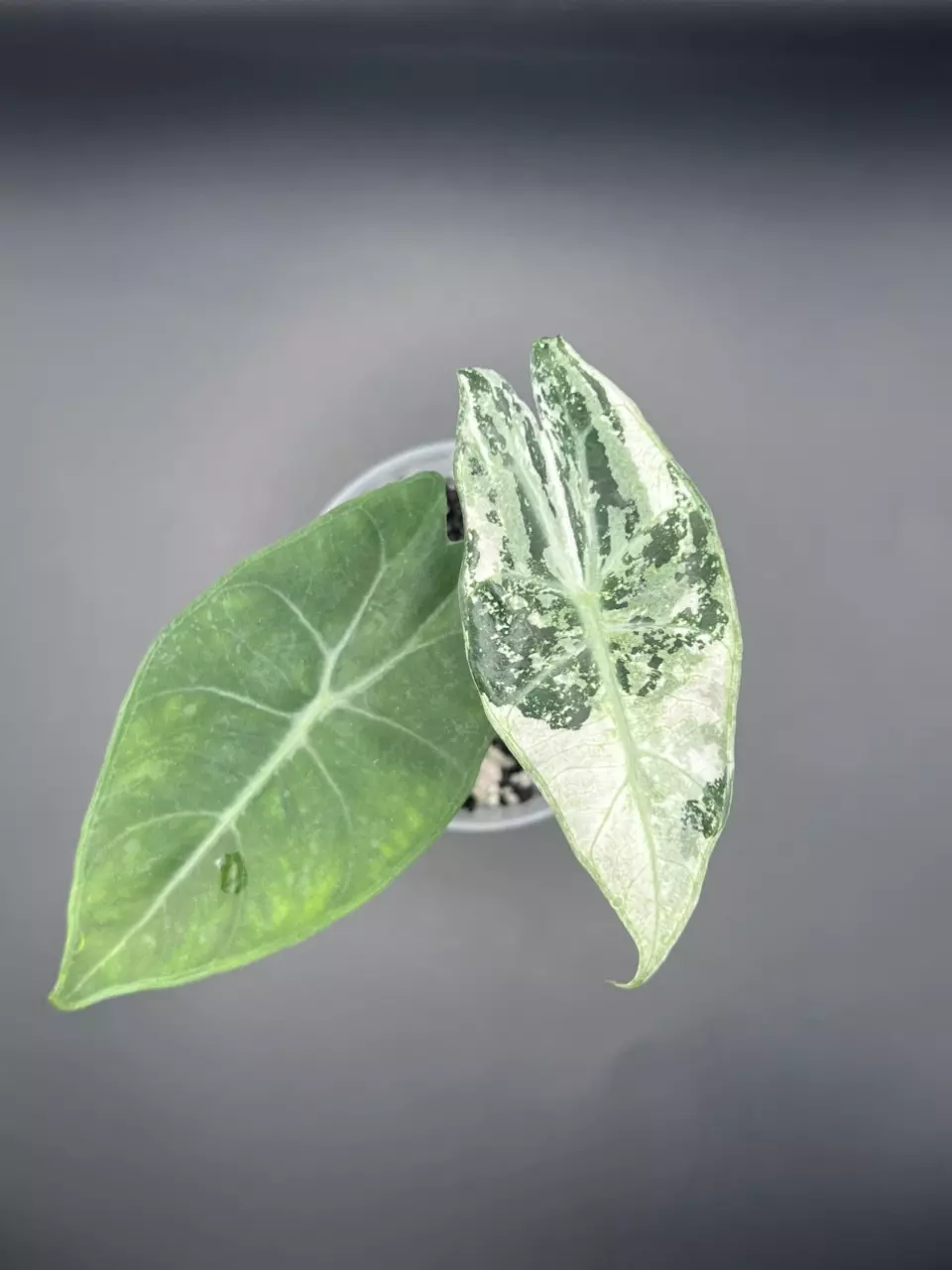 plant/#0050 Pink Dragon Albo Corm-1