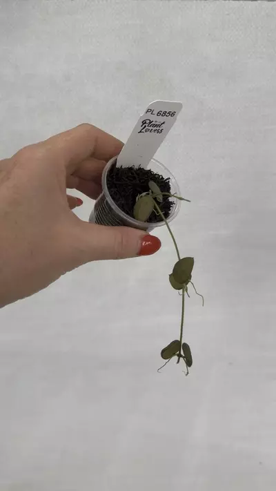 plant/PL6856: Dischdia Hirsuta Yellow-0-thumbnail