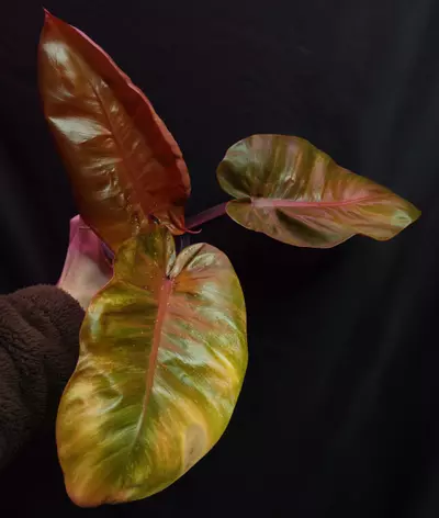 plant/Philodendron Sunny Delight-0-thumbnail