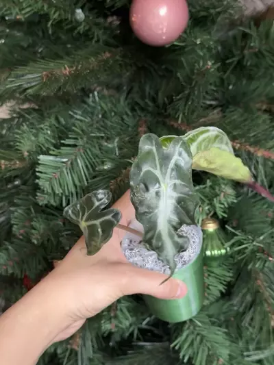 plant/Pink Venom from Pink TC Strain Teen-2-thumbnail