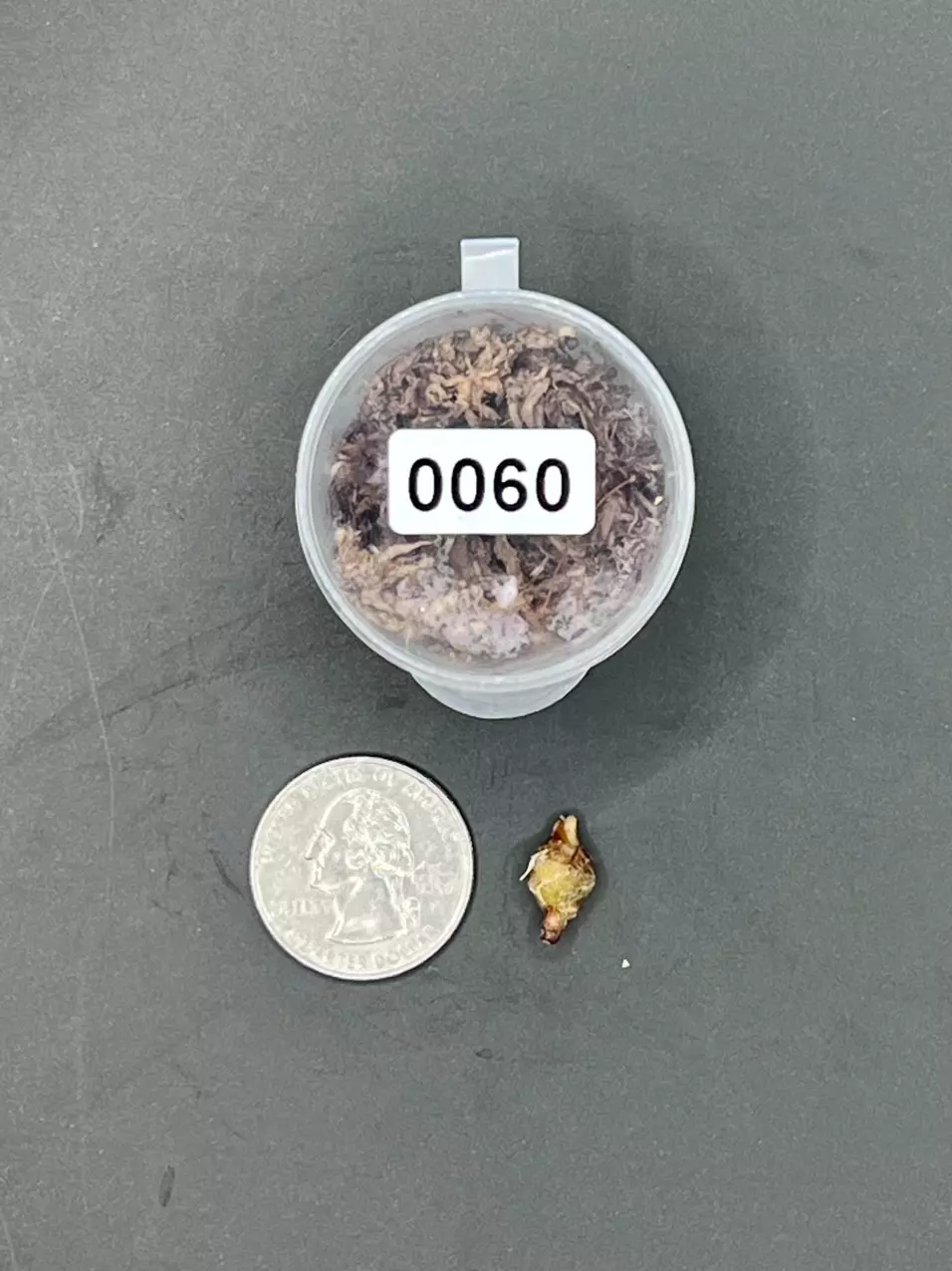 plant/#0060 Pink Heart Balloon Corm-1