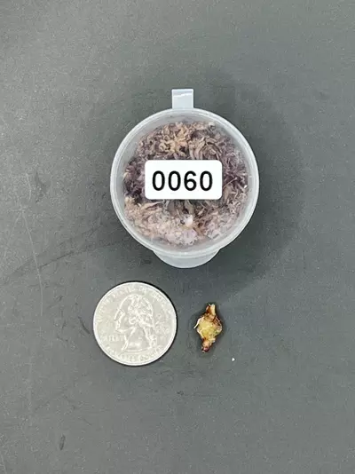 plant/#0060 Pink Heart Balloon Corm-1-thumbnail