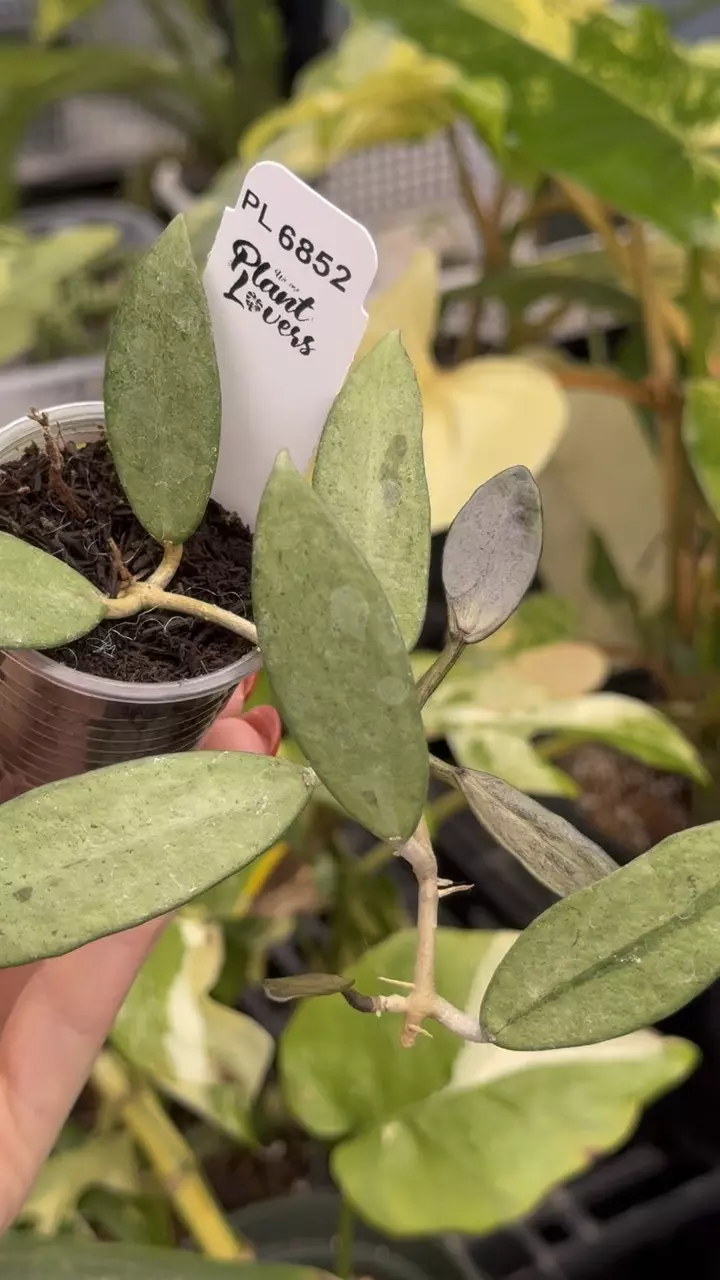 plant/PL6852: Silver Lady-0