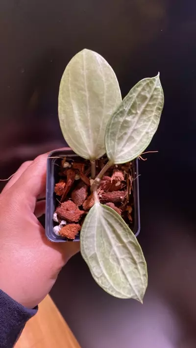 plant/Silver Latifolia Hoya-0-thumbnail