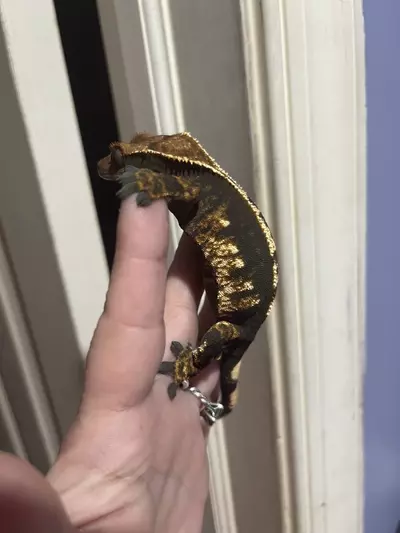 plant/Female fired down her empty back quad stripe  38g-3-thumbnail