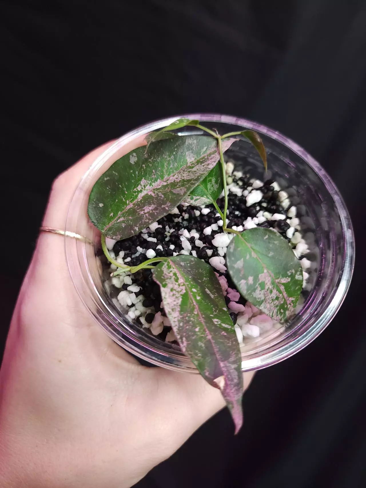 plant/Dregea sinensis Variegated-0