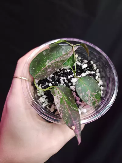 plant/Dregea sinensis Variegated-0-thumbnail