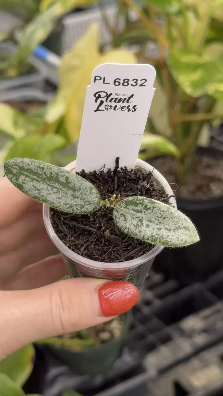 plant/PL6832: Lyi Prism Silver New Growth-0