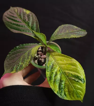 plant/Strobilanthes Crispa Blume-0-thumbnail