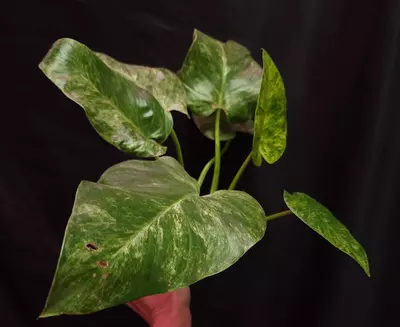 plant/Philodendron Giganteum Blizzard-0-thumbnail