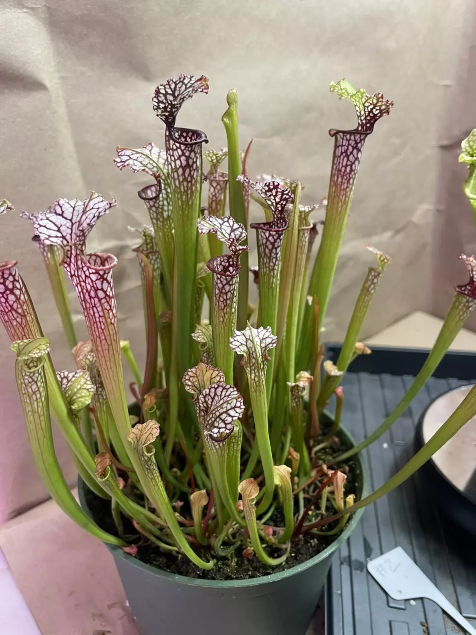 plant/Sarracenia 5-Pack Growers Choice-0