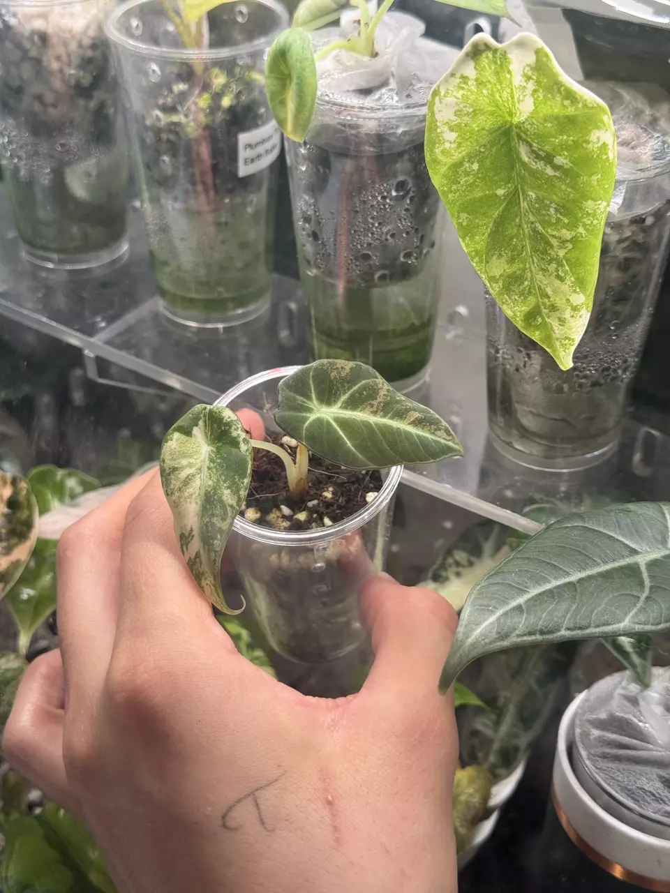 plant/Black Velvet Rose Gold-0