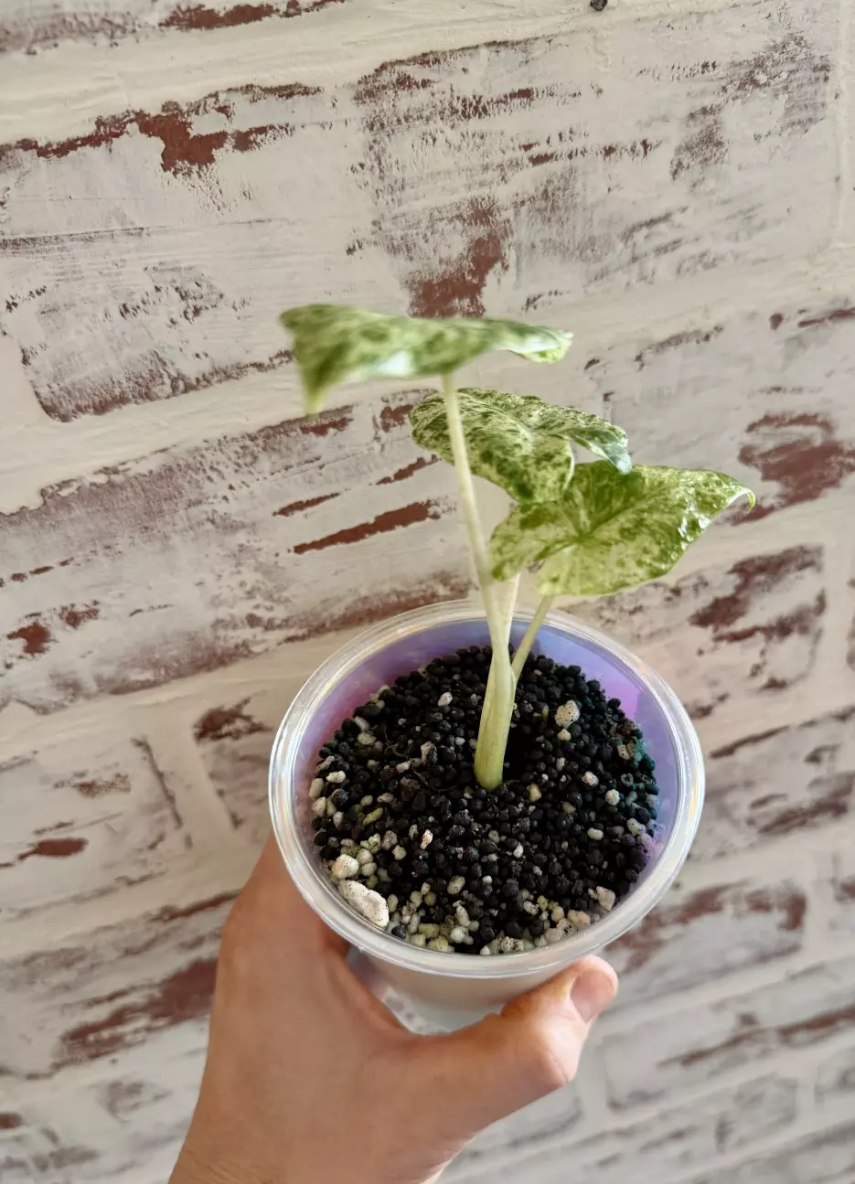 plant/Alocasia Odora Batik-2