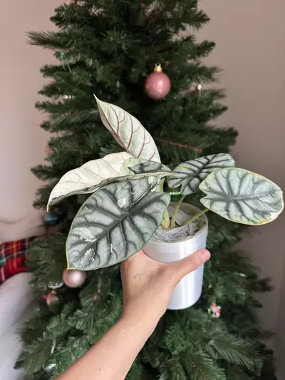 plant/Silver Dragon Albo Mama-2-thumbnail