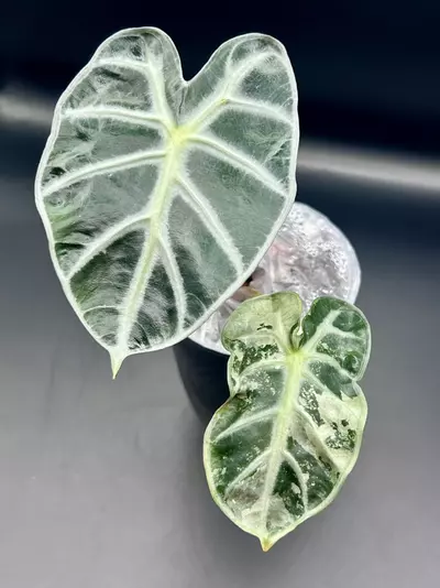 plant/#0060 Pink Heart Balloon Corm-3-thumbnail