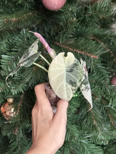 plant/Pink Black Velvet Corming Size-0-thumbnail