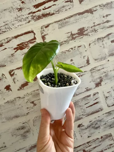 plant/Alocasia Gageana Aurea (revert)-2-thumbnail