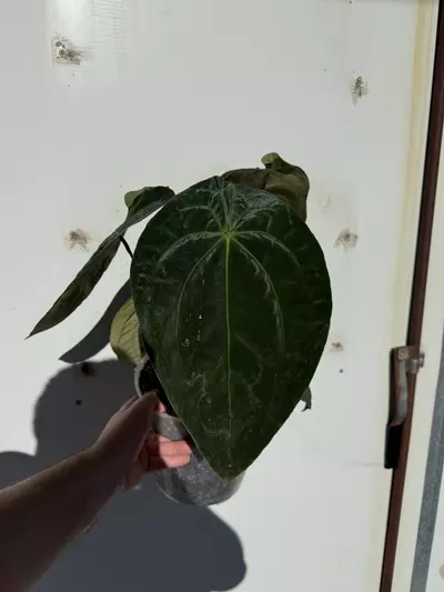 plant/3 mystery plants-0-thumbnail