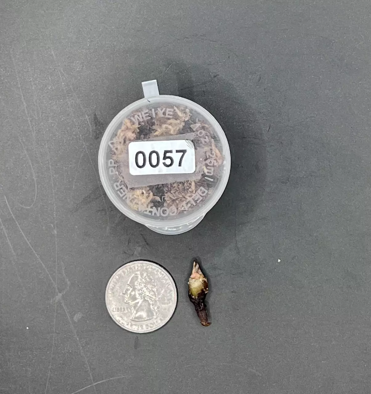 plant/#0057 True Pink Amazonica Corm-1