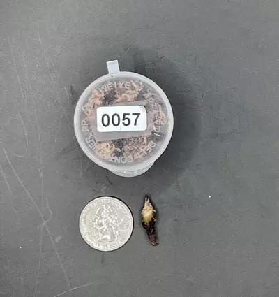 plant/#0057 True Pink Amazonica Corm-1-thumbnail